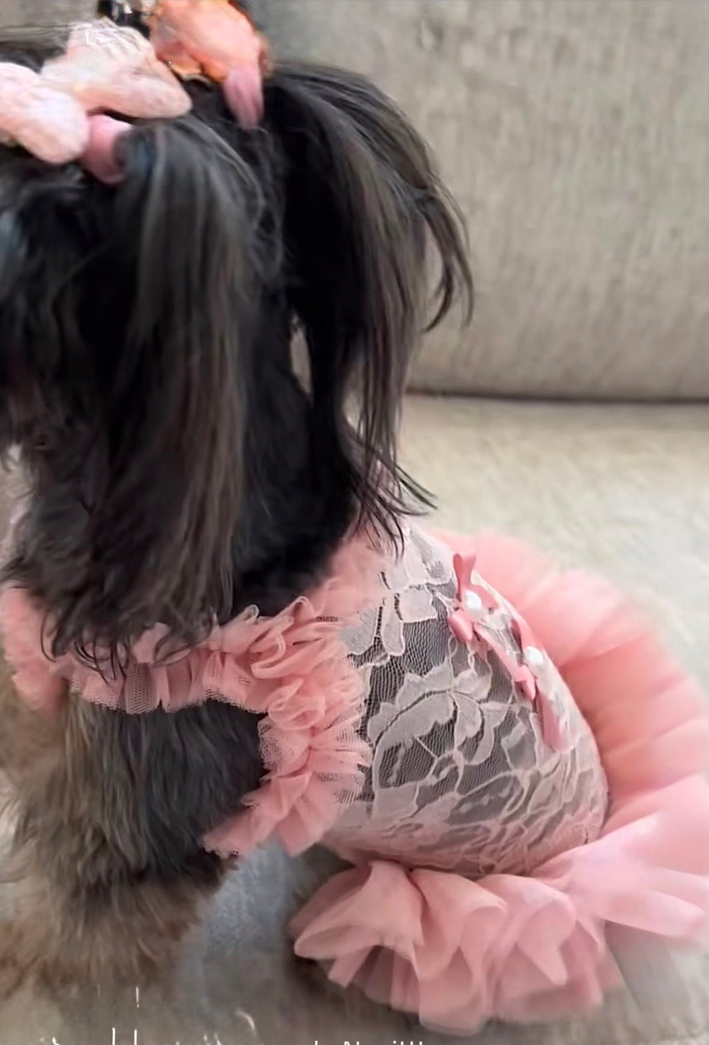 Vestido para mascota estilo bailarina con lazitos para el pelo.